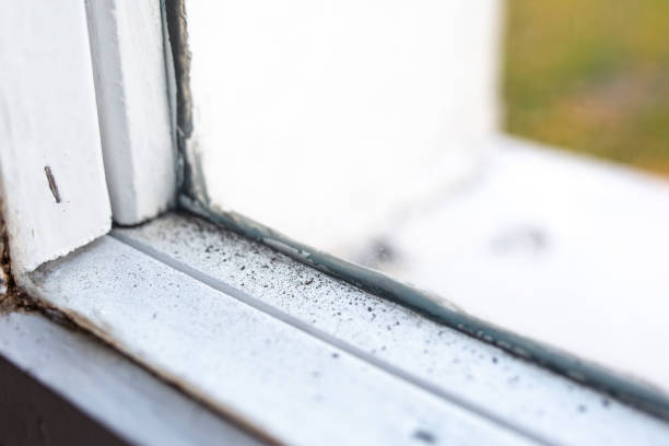 Best Water Damage & Mold Remediation  in Pine Island, MN