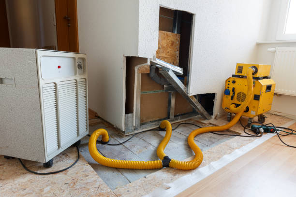 Mold Odor Removal Services in Pine Island, MN