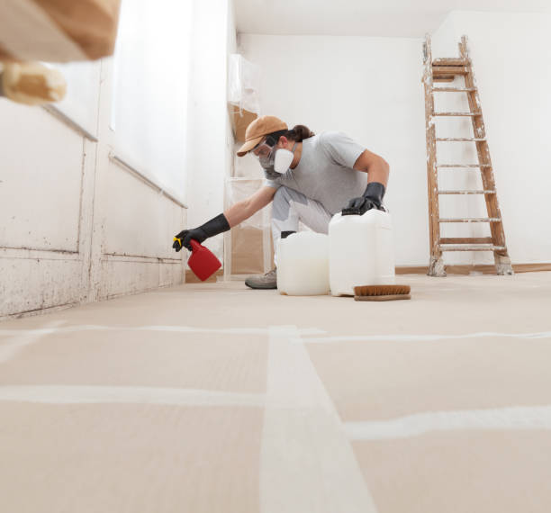 Reliable Pine Island, MN Mold Removal Solutions